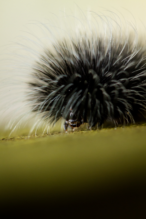 A close encounter with a Buffalo in Africa